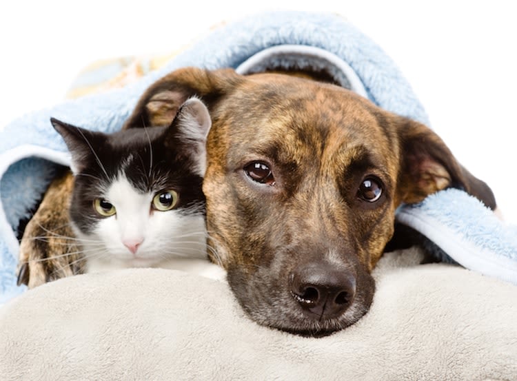 Erkältung und Grippe beim Hund, bei der Katze und bei Heimtieren: Wie ansteckend ist das wirklich?
