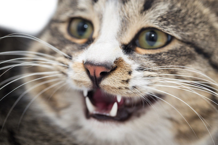 Katzenbiss: Ist er gefährlich? Wann zum Arzt?