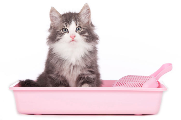 Ist Silikatstreu gut für Katzen? Risiken und Alternativen