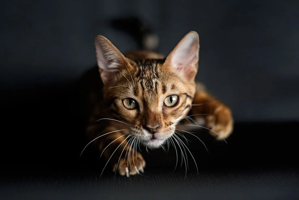 Bengal-Katze schleicht aufmerksam im Dunkeln