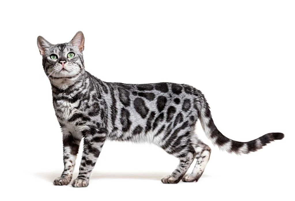 Bengal-Katze mit silbergrauem Fell steht aufmerksam