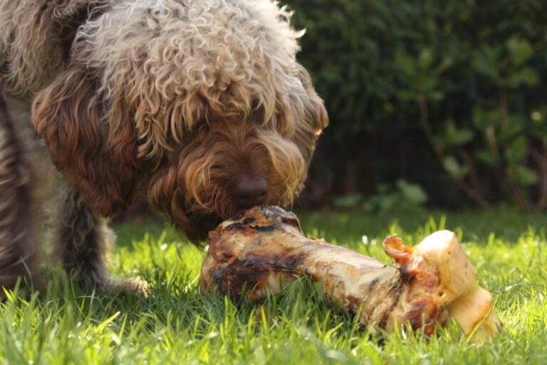 Knochen für Hunde: erlaubt, gefährlich oder gesund?