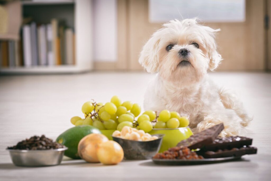 Dürfen Hunde Weintrauben essen?