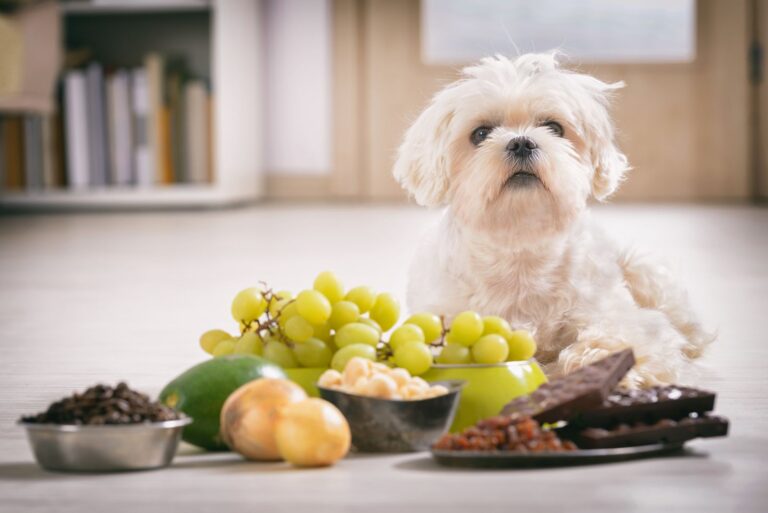 Dürfen Hunde Weintrauben essen?