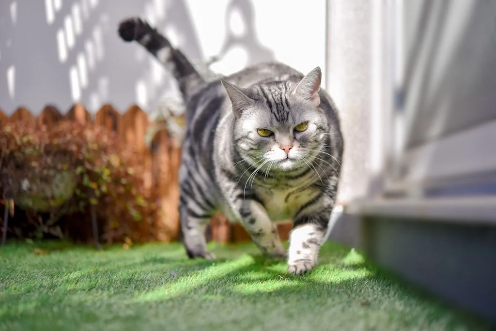chat_trop_gros