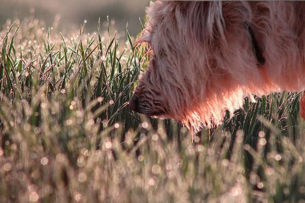 Welche Hundeabwehrmittel am besten wirken
