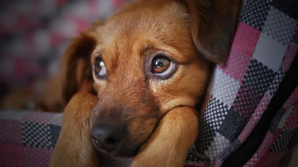 Ätherische Öle als Hundeabwehrmittel