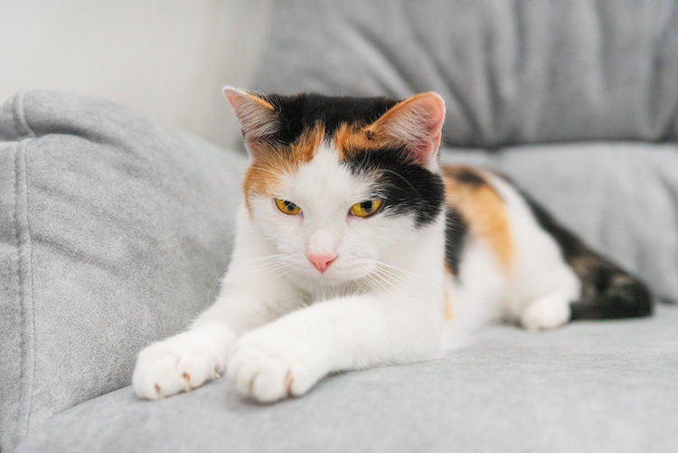 Milchtritt bei Katzen: Warum kneten Katzen mit ihren Pfoten?
