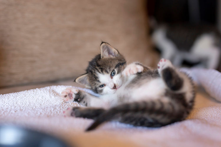 Katze spielt mit Schwanz: Spiel, Stress oder Krankheit?