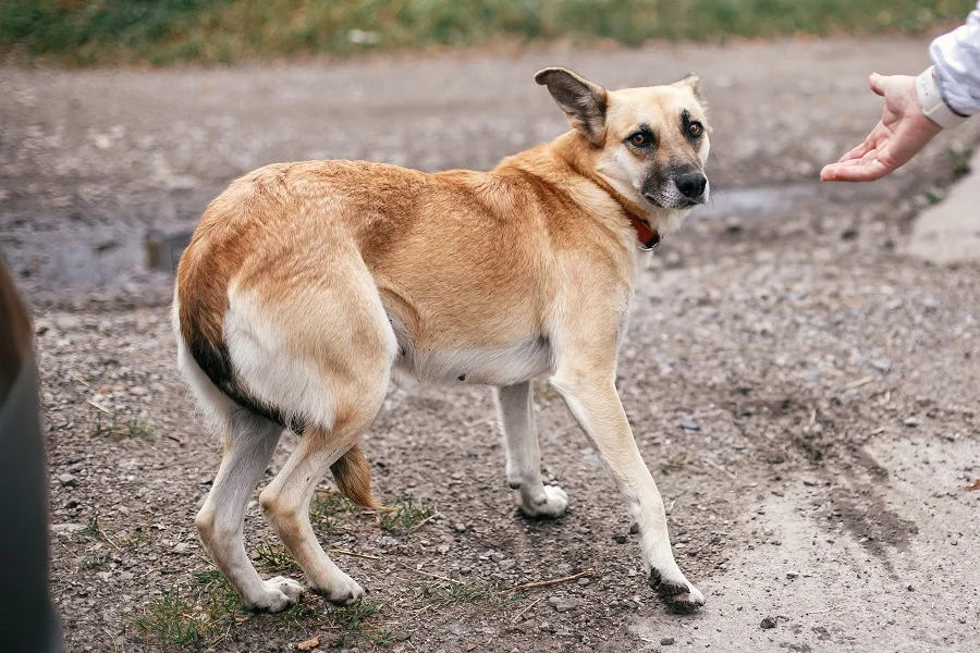 Die Krpersprache des Hundes verstehen - Alle Erklrungen - Santvet
