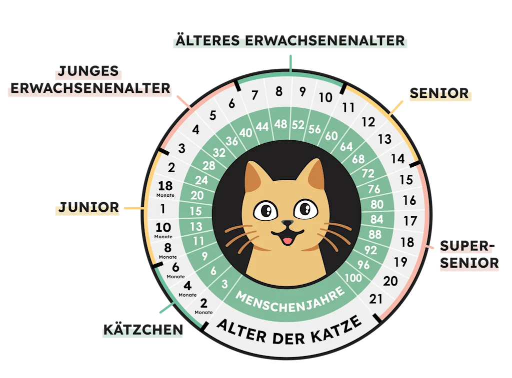 SVDE - Infographie - Age du Chat vs Humain