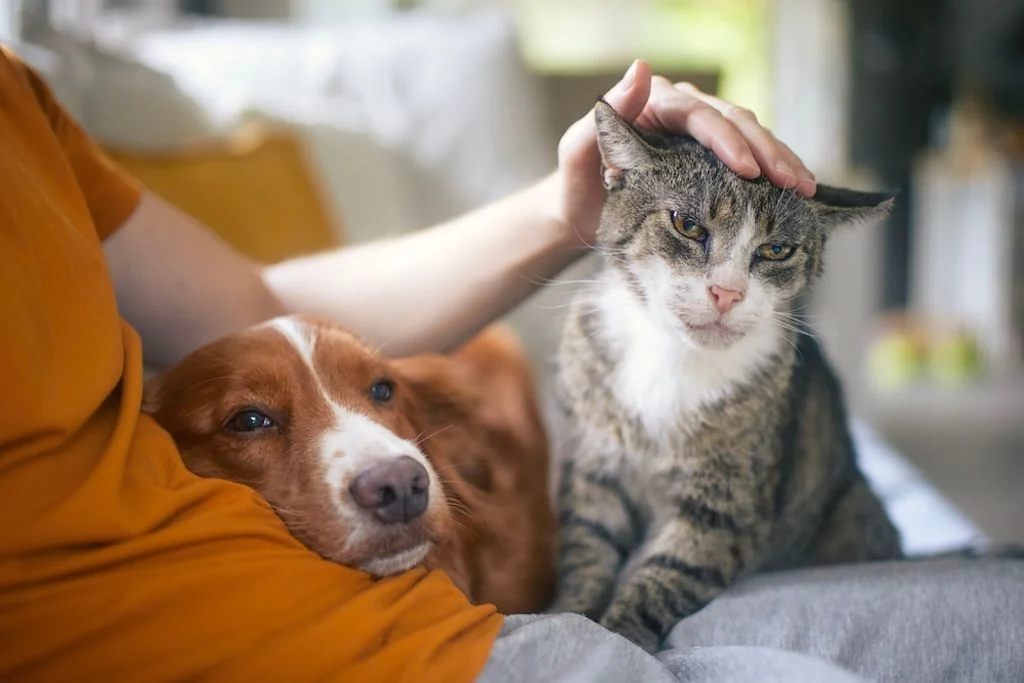 Mit 11 sind Katzen Senioren