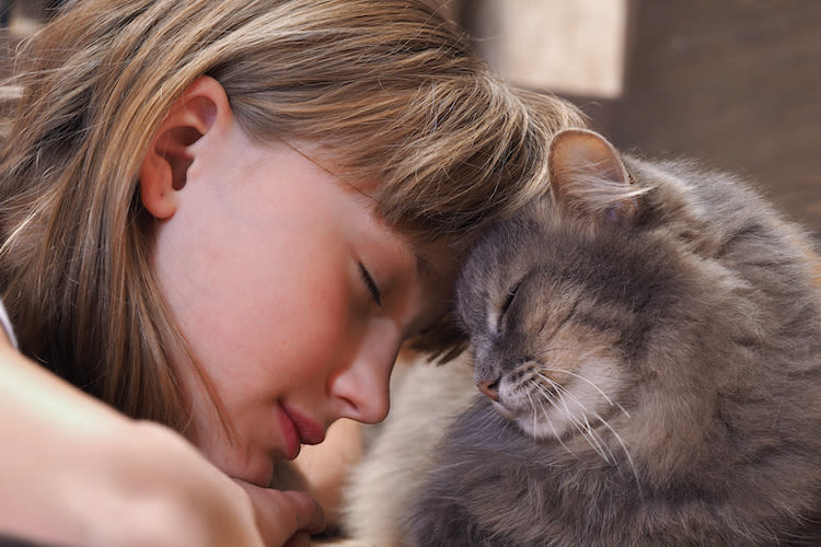 Katze schnurrt: Bedeutung, Wirkung und Schnurrtherapie
