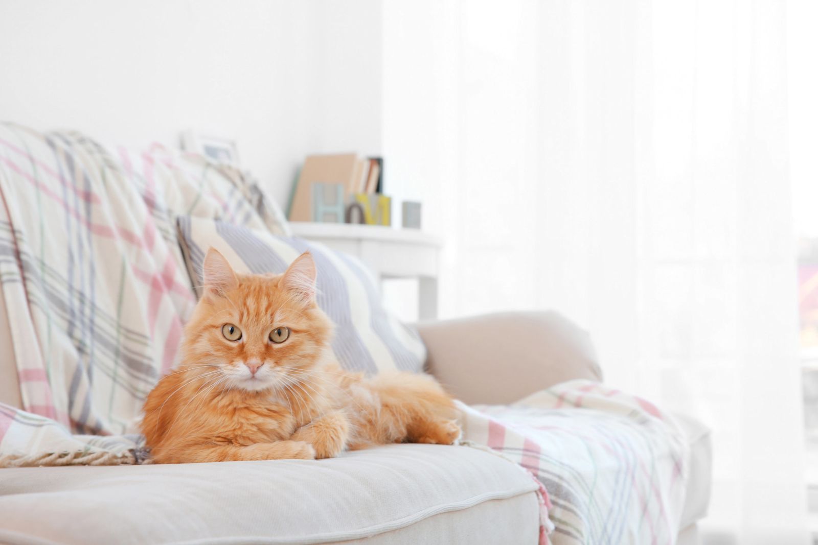comment_éliminer_odeur_chat_chez_moi