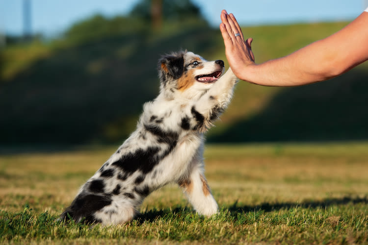 Australian Shepherd Erziehung: der komplette Ratgeber