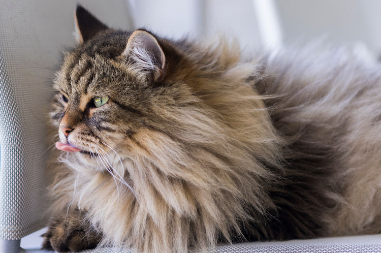Katze erbricht Haarballen: Warum und was tun?