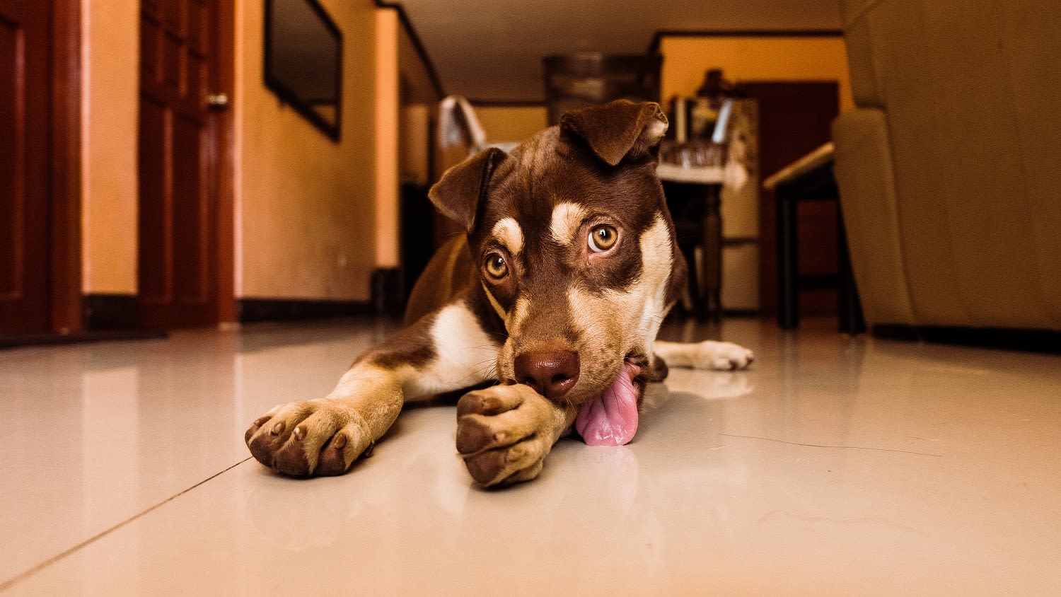 chien leche sa patte