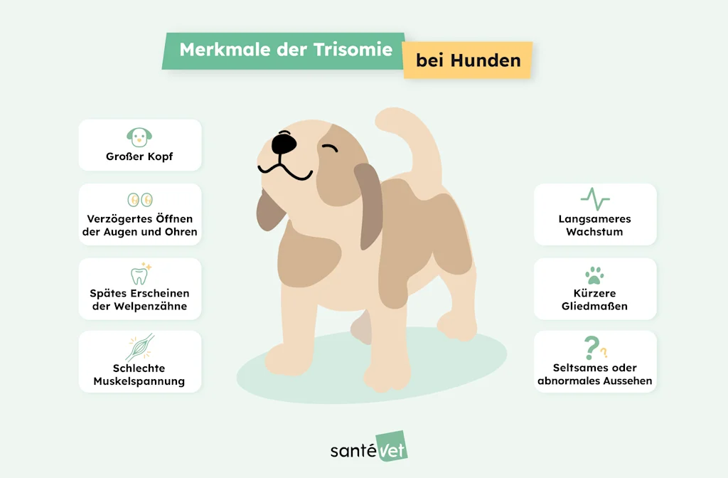 SVDE Infographie-Chien-Trisomie