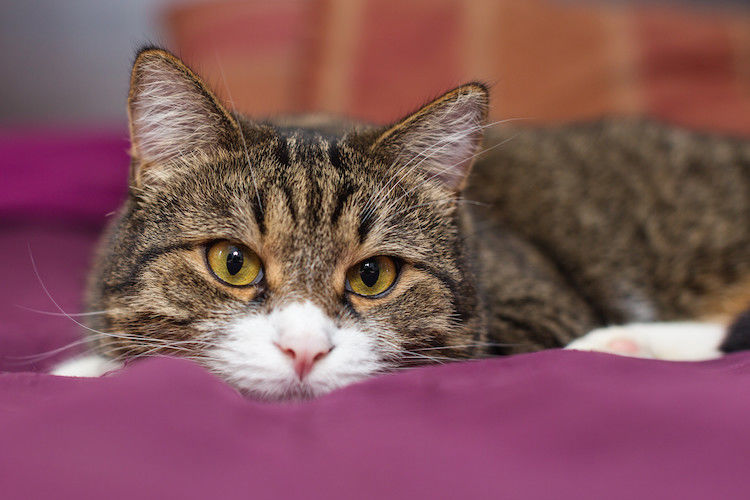 IBD bei Katzen: Symptome, Diagnose und Behandlung der chronischen Darmentzündung