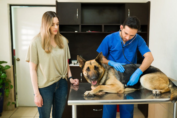 IBD beim Hund: Symptome, Diagnose und Behandlung