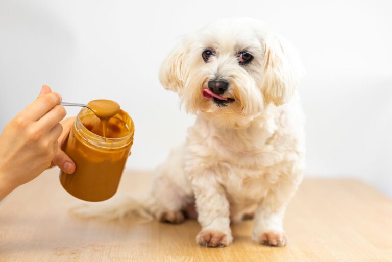 Dürfen Hunde Erdnüsse essen?