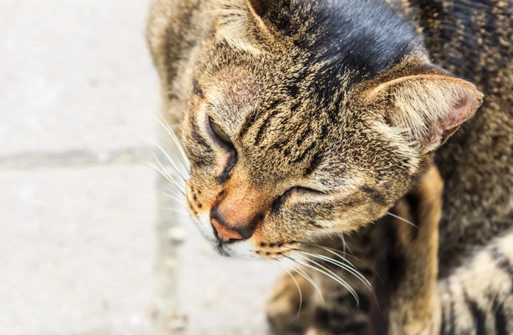 1 teigne chez le chat