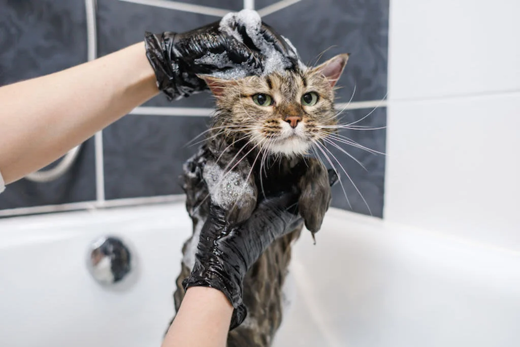 2 shampooing contre la teigne chez le chat
