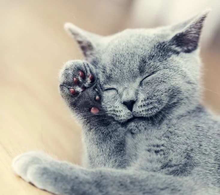 katze jungtier geschlossene augen