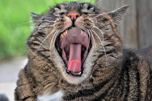 Zahnstein bei Katzen: die unterschätzte Zahnerkrankung