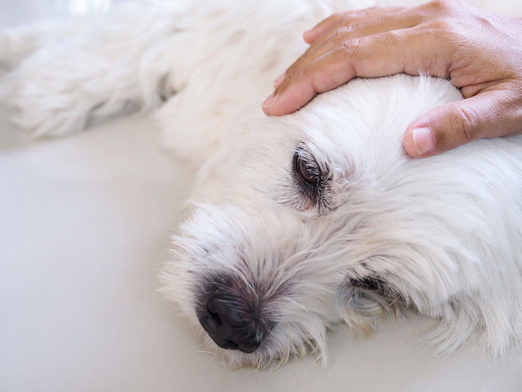 Allergischer Schock beim Hund: Quincke-Ödem, Symptome und Behandlung