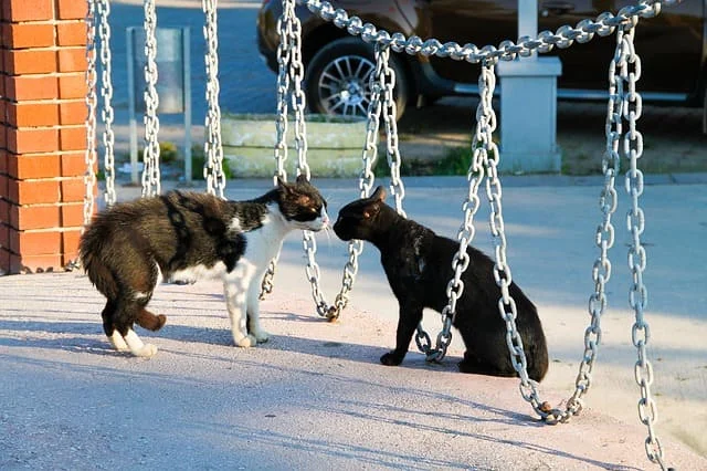 freigänger katzen