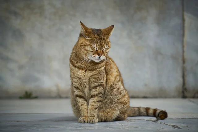 fiv katze mit geschlossenen augen