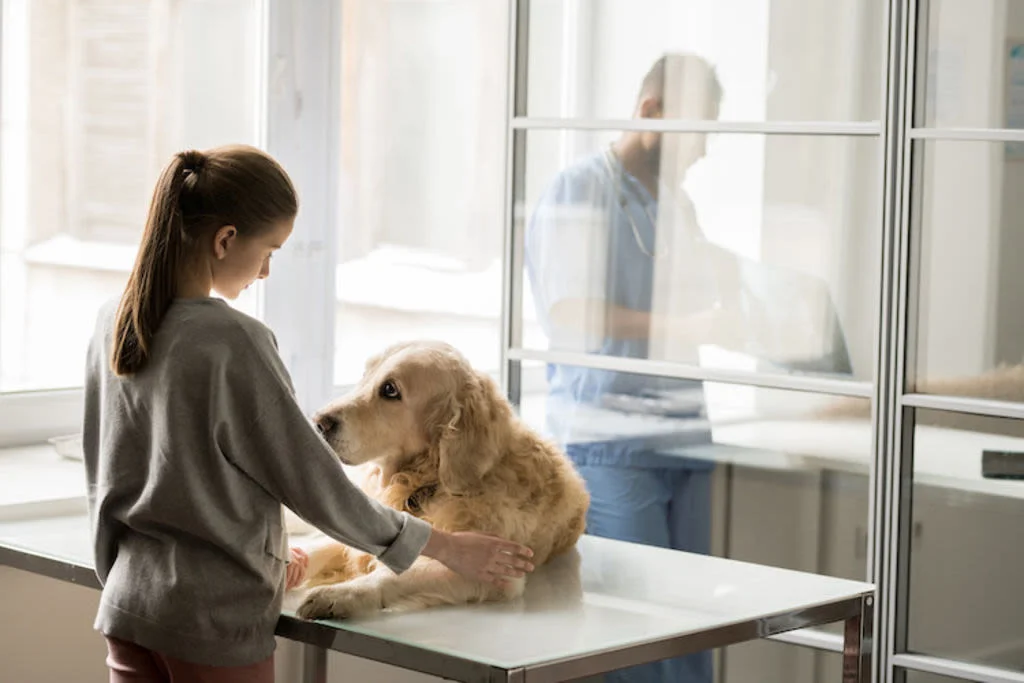Insuffisance cardiaque chez le chien