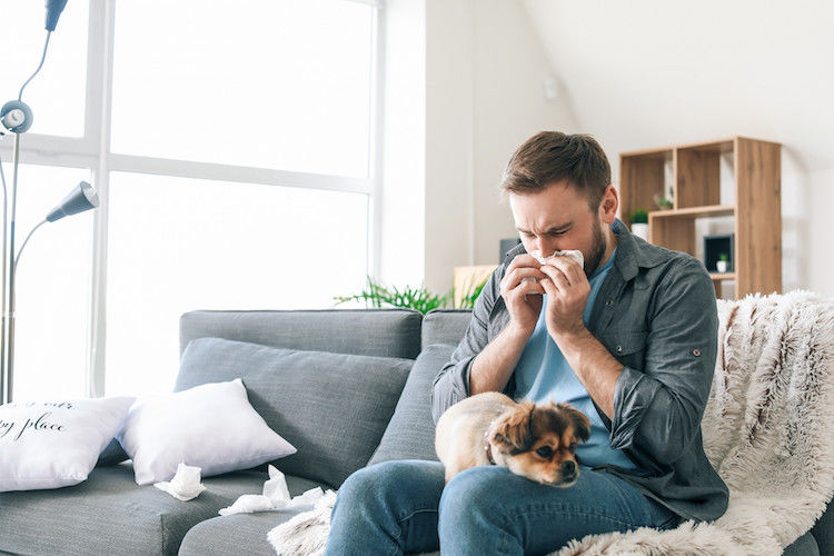 Allergien beim Hund – ein Überblick