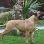 Bullmastiff