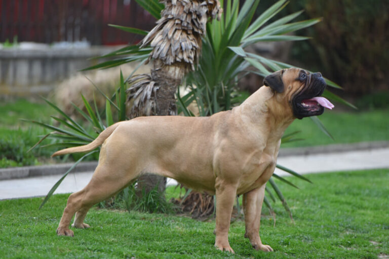 Bullmastiff