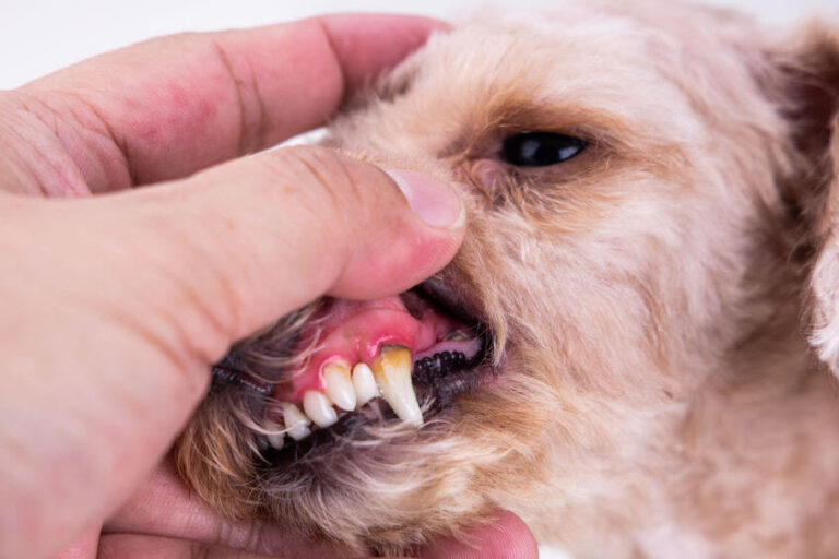 Zahnstein beim Hund: Krankheitsbild mit Folgen