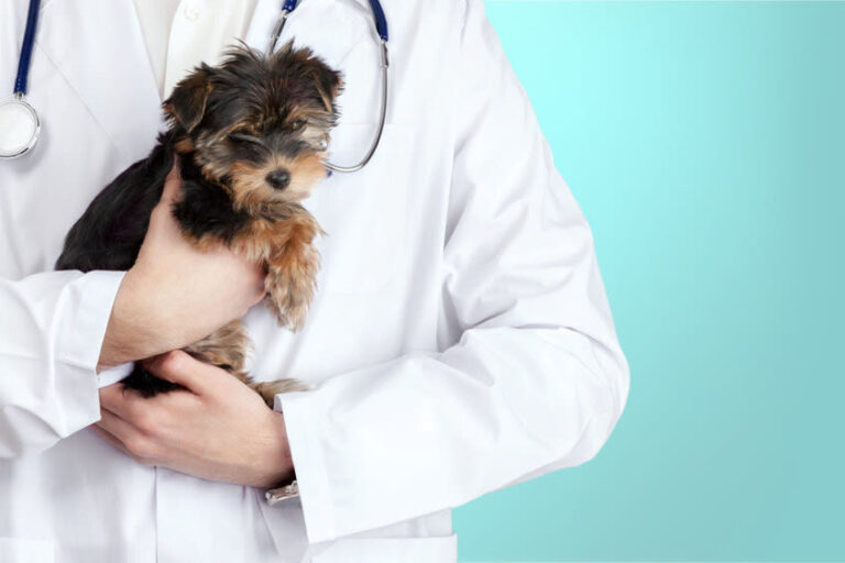 Interview mit Dr. med. vet. Popp