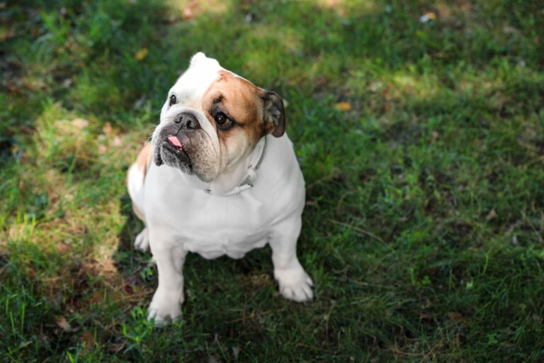 Englische Bulldogge