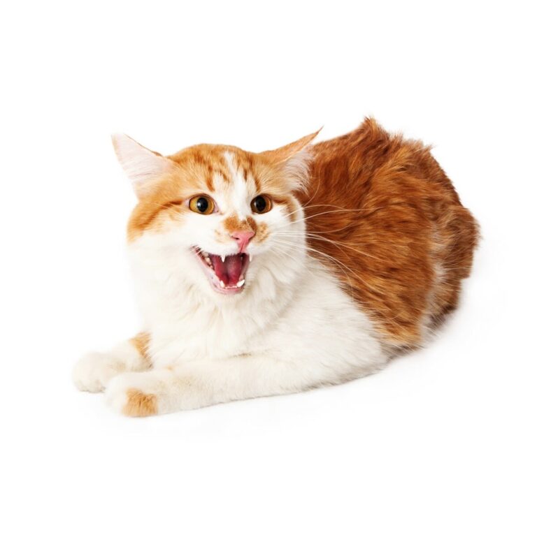 Was hat Mundgeruch bei Katzen zu bedeuten?