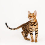Bengalkatze
