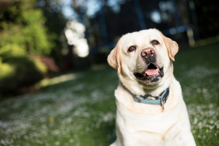 Ellenbogendysplasie beim Hund: Alles über die Gelenkerkrankung