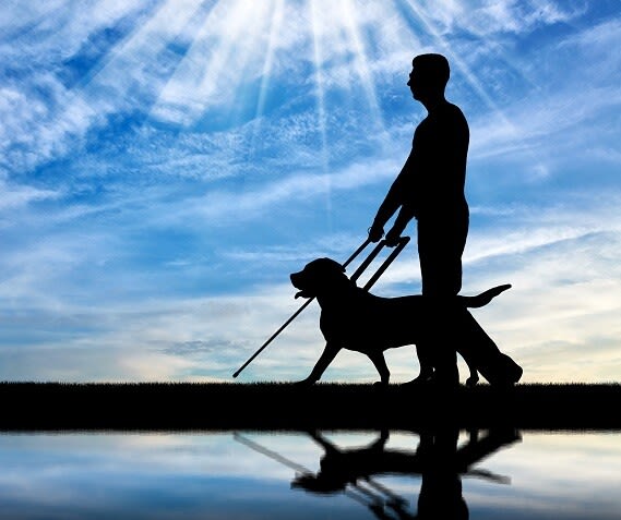 Alles über den Blindenführhund
