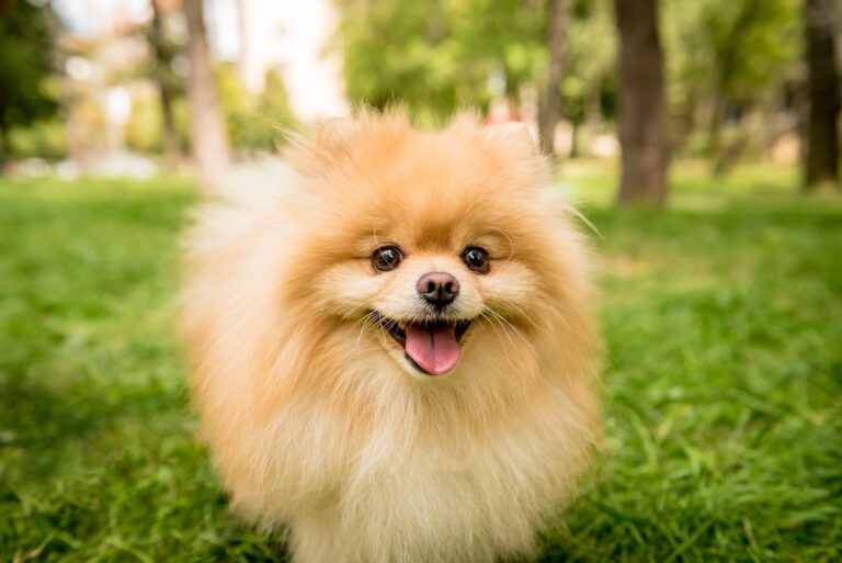 Spitz