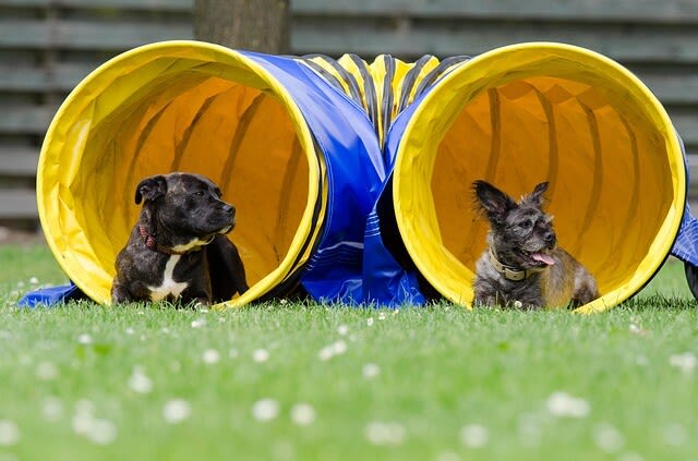 Agility mit dem Hund: Grundlagen und Tipps