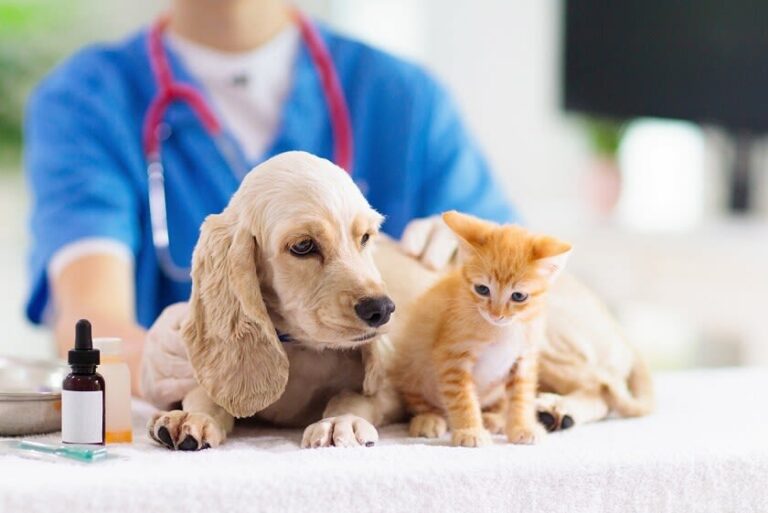 Ist Alternativmedizin für Hunde sinnvoll?