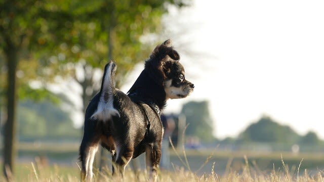Ursachen: Wie entsteht eine Analdrüsenentzündung beim Hund?