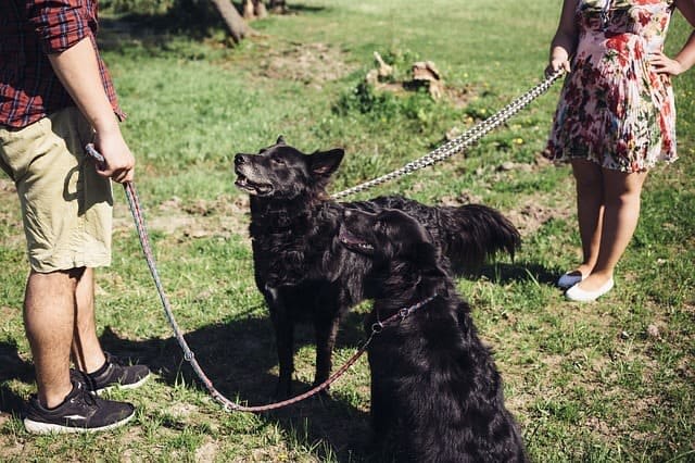 In diesen Städten gibt es die besten Hundeschulen
