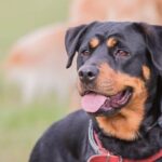 Beauceron – Rasseportrait