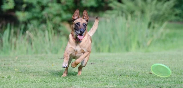 belgischer sch&auml;ferhund frisbee